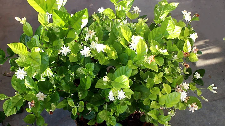 Arabian Jasmine NOT Flowering? GUARANTEED Ways to Keep Jasmine Blooming - DayDayNews