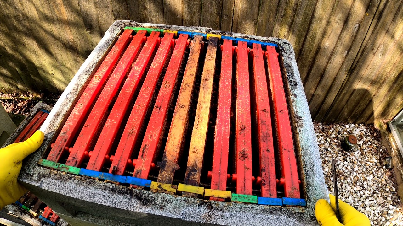 Beekeeping in the back garden