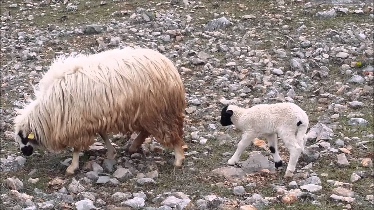 Köyümüzden Bahara Merhaba
