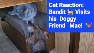 Cat Reaction: Bandit Visits his Doggy Friend Mae by Frolicking Felines 130 views 2 months ago 28 seconds