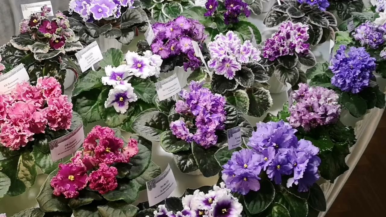 Виставка фіалок у Києві (м.Театральна) 10.06.2021 р. Спогади-2. Колекція Анни Іванової.