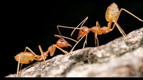 Science fact -Why Do Ants Follow Each Other in a Straight Line?