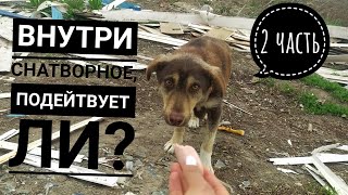 2 часть. Удалось ли поймать маму щенят, которые были в опасности😰 Увидят ли они еще раз маму?😭