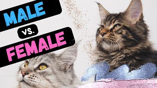 Surprising Ways Male And Female Cats Behave Differently