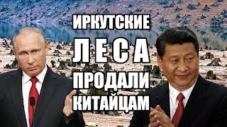 Иркутский лес продали китайцам