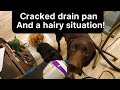A cracked drain pan and a hairy situation!#bluecollar #veteran #hvac #diy #veteranownedbusiness