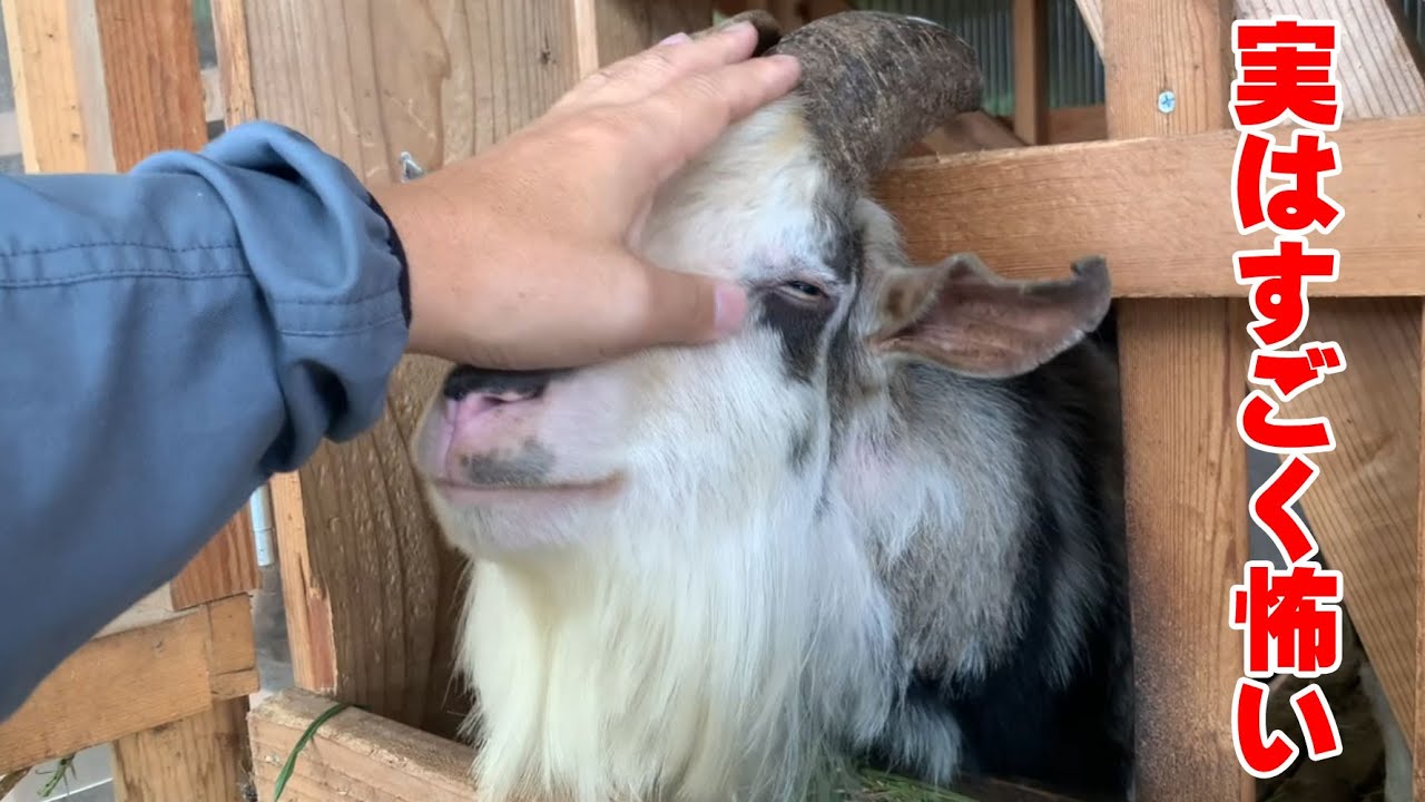 ヤギ 怖い