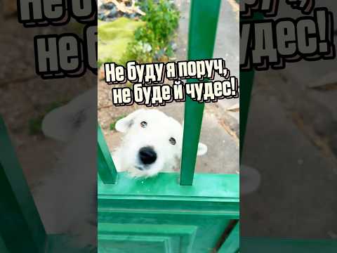 Не буду я поруч, не буде й чудес! 🤗 #олександрзакшевський #казка #музика #пісня