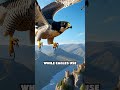 Peregrine Falcon vs. Golden Eagle Showdown