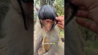 This Monkey’s Reaction To A Wig Is Adorable