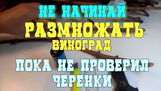 НЕ НАЧИНАЙ РАЗМНОЖАТЬ ПОКА НЕ ПРОВЕРИЛ ЧЕРЕНОК