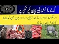 گدھے کے گوشت کی پہچان کیسے ممکن ہے