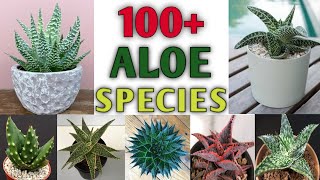 100+ ALOE Species | Best Aloe Plant Varieties with Identification | Aloe types | Plant and Planting