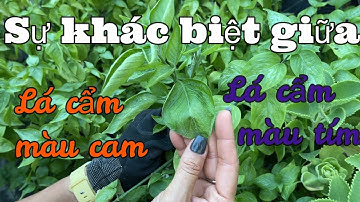 #461: Chia Sẽ Cách Phân Biệt Lá Cẩm Màu Cam Và Lá Cẩm Màu Tím/ Magenta