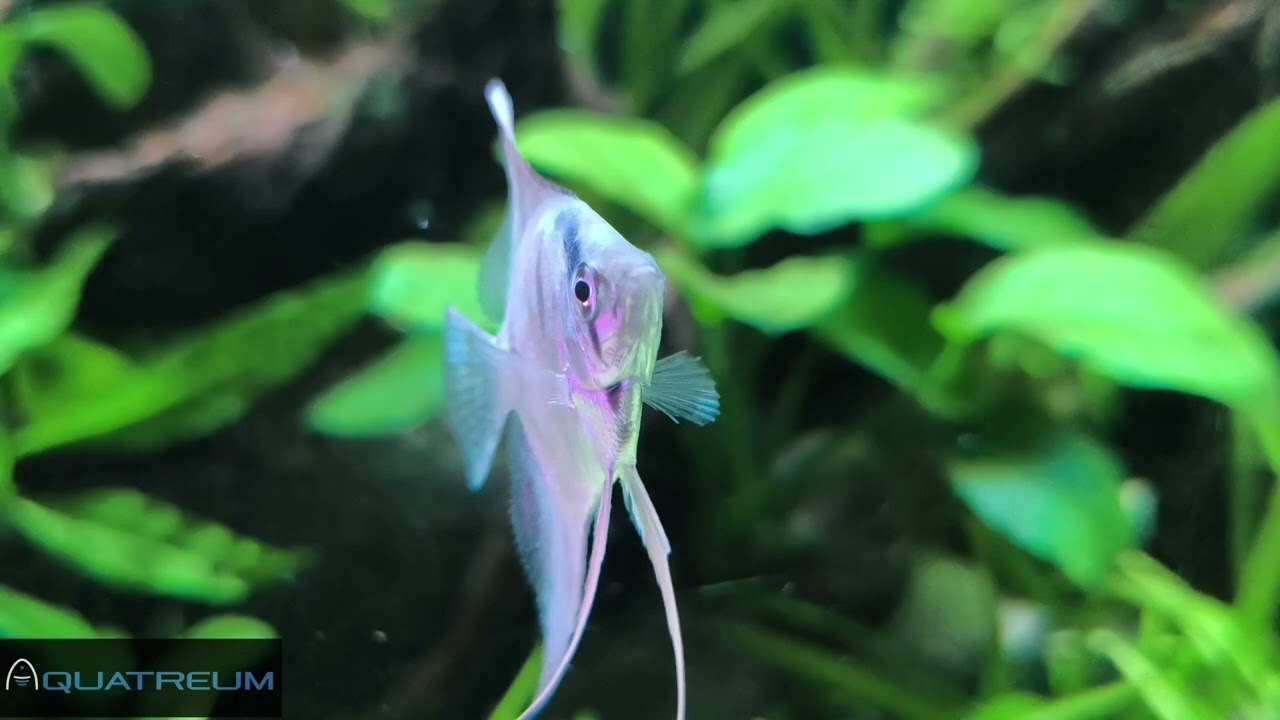 Actualización de mi acuario 🌿🐠 Febrero 2026