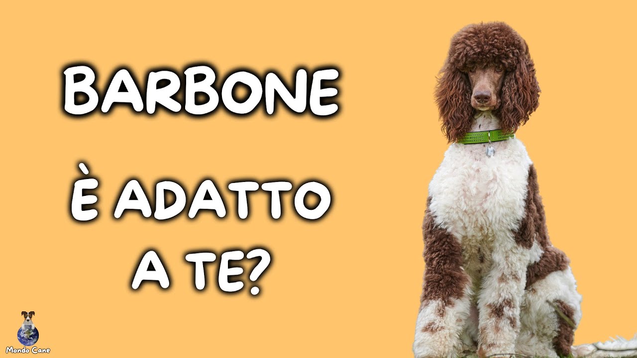 Barbone Cosa Sapere YouTube