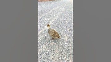 The partridge attacked me:#shorts