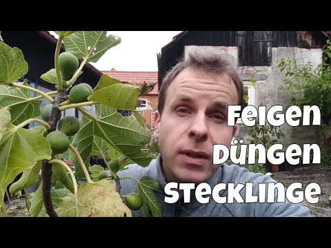 Video: Feigenbaumdünger – wann und wie man einen Feigenbaum düngt