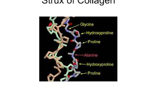 BC1 F17 ch4 pt2 Protein Structure, part 2
