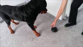 Festus and the Goughnuts toy