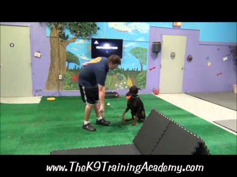 dog-training-miami,-advance-obedience-diesel-k9-training-academy-resort