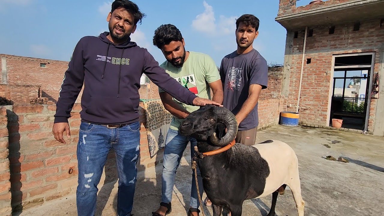 Full Mehnga Full Tyaar Rampuri Aur Vilayti Mende In Suar Uttar Pradesh | LaLa Ka Menda.