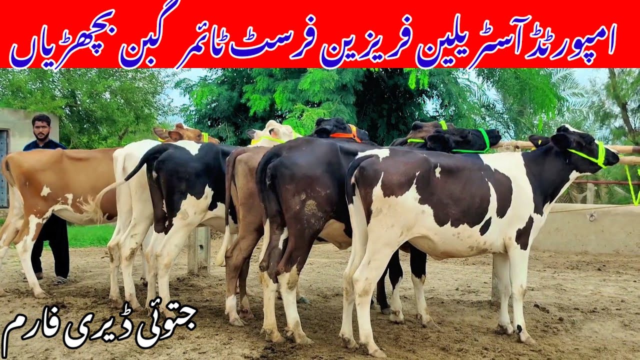 High Quality Friesian Heifers for Sale | Australian Imported Dairy Cows