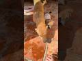 Dogs cute #short #dogs