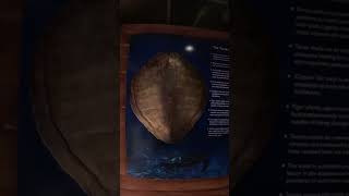 Bournemouth oceanarium #wildanimalsforkids #animals