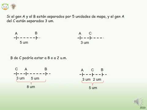 Vídeo: Diferencia Entre Mapa Genético Y Mapa Físico