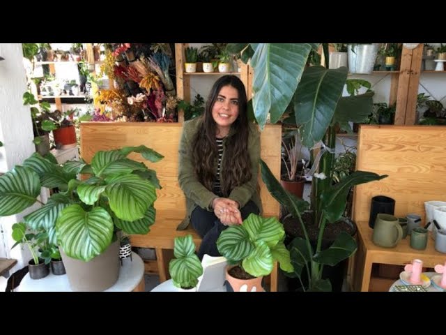 efeu gold Efeu | Hedera helix 'Goldchild'