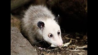 Opossums  | 10 interesting facts