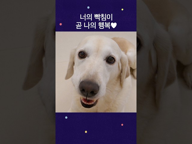 주인 놀아주는 리트리버