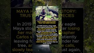 Maya Harpy Eagle Story