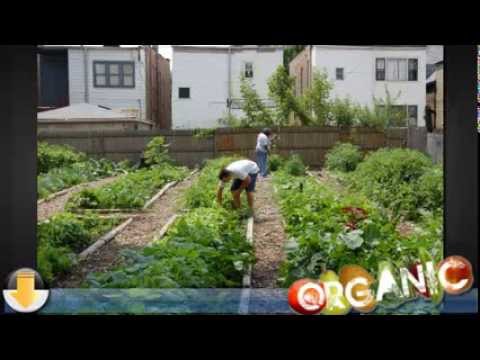 winter-vegetable-gardening---the-basics-for-the-beginner
