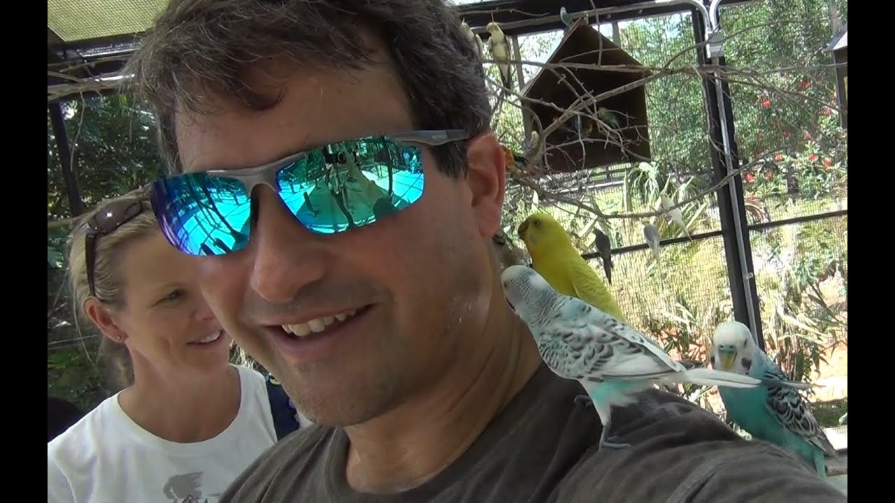 The birds feeding on me at Zoo Miami YouTube
