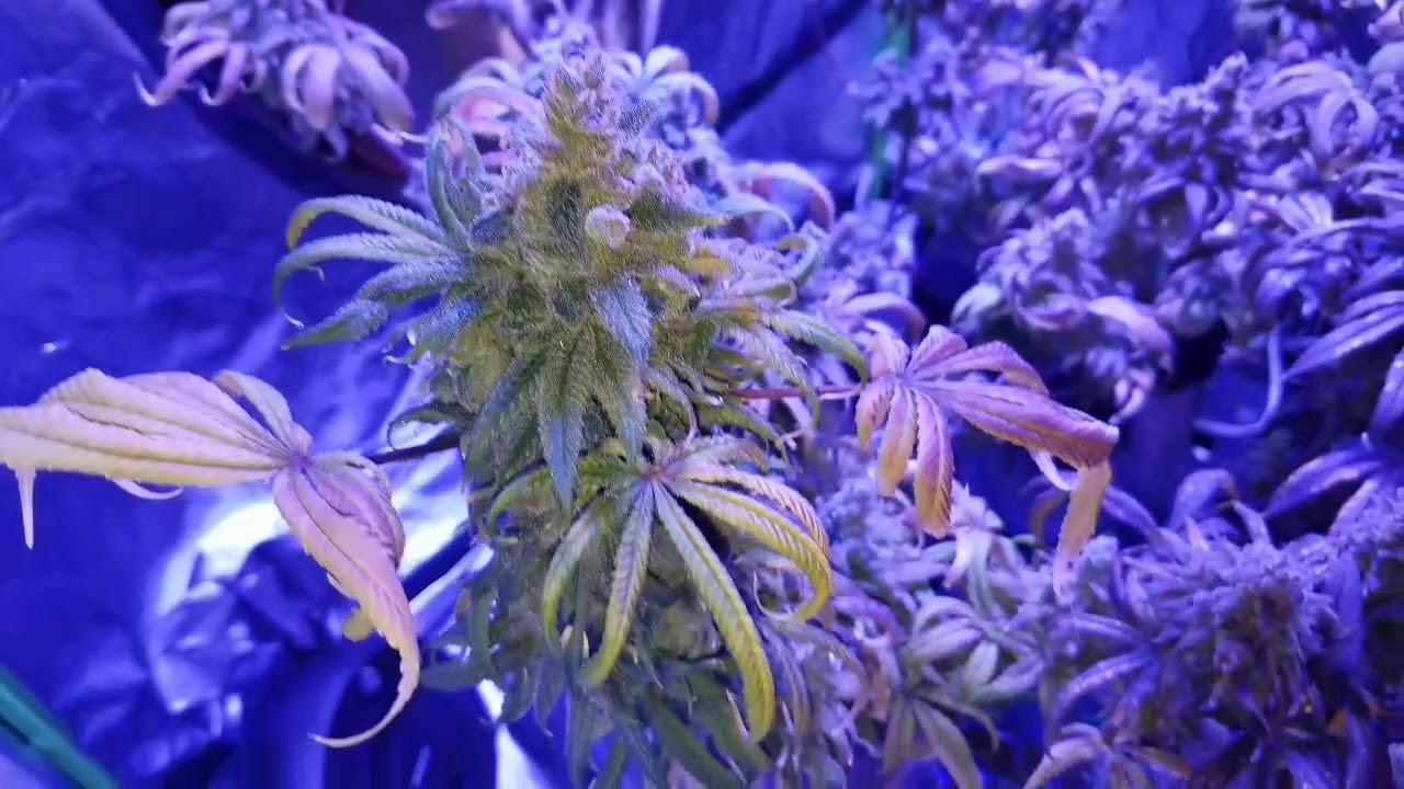 HARVEST DAY Blue Dream 76th day of Flower