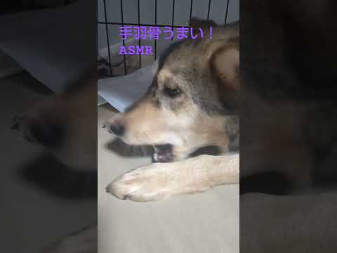 狂犬病予防注射してきたよ#ASMR#チェイス#パウパト#いいね#チャンネル登録お願いします