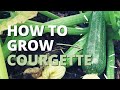 How to Grow Zucchini/Courgette | Step by Step Guide