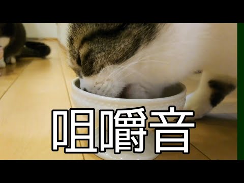 【咀嚼音】ASMR 猫が缶詰めを食べる音 Mastication sound