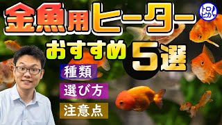 【保存版】金魚用ヒーターおすすめ5選！種類・選び方・注意点すべて解説