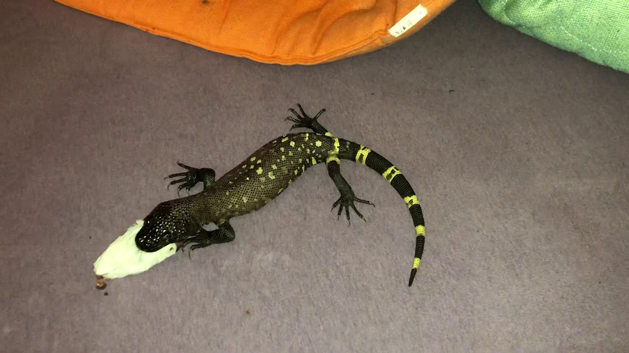 awesome oscillator Feeding the Black Beaded Lizard