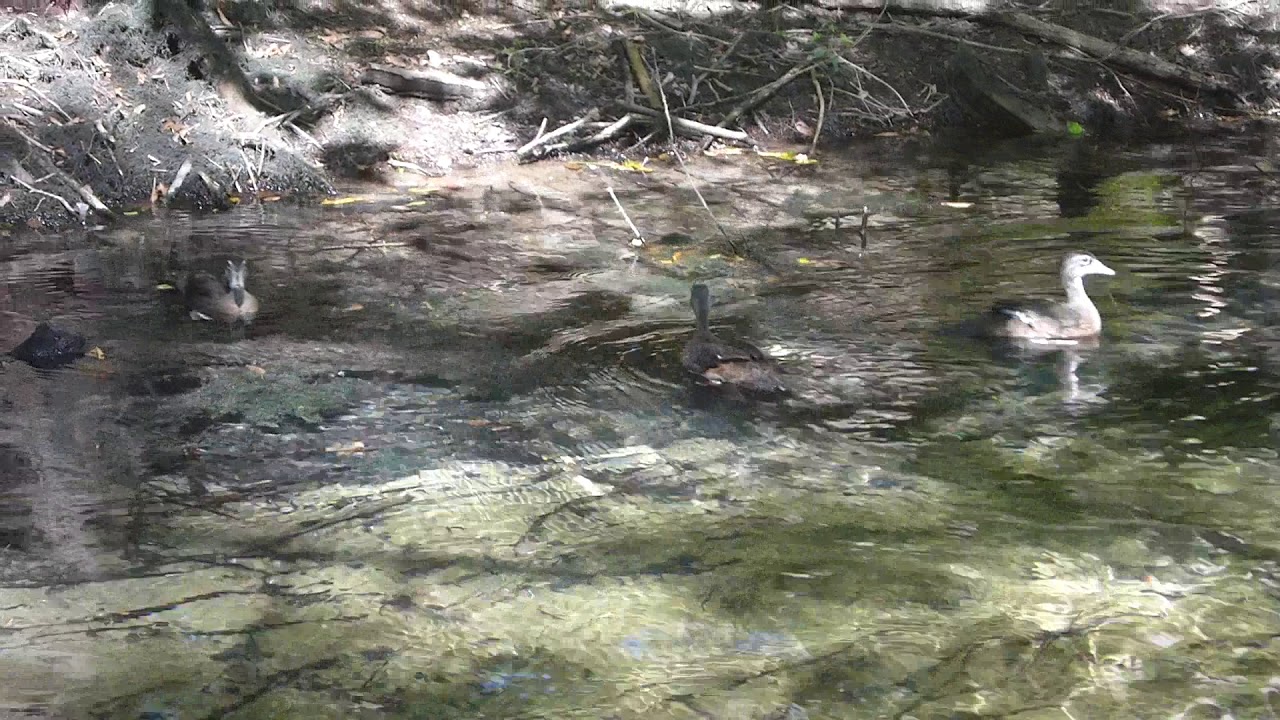 upload image wood duck release 8 29 19