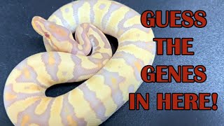 INCREDIBLE BALL PYTHON GENE COMBOS!