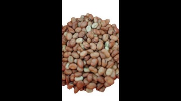 Fava Beans Peeling with LACHI Beans Peeler