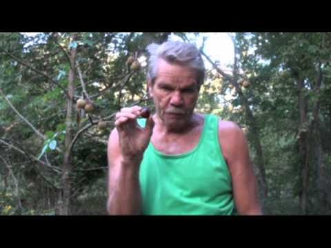 What's growing in your Woods, with Don Mealey typical male
