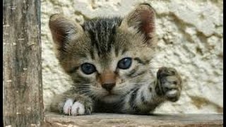 Les bébes animaux , tous mignons !