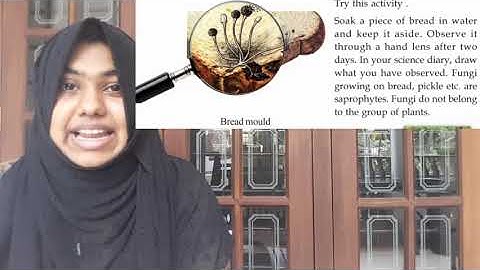 KNOW THE PLANT WORLD CLOSELY| Grade 5| BASIC SCIENCE|PART 4