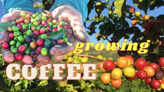 How to Grow Coffee Plants at Home: A Beginner's Guide