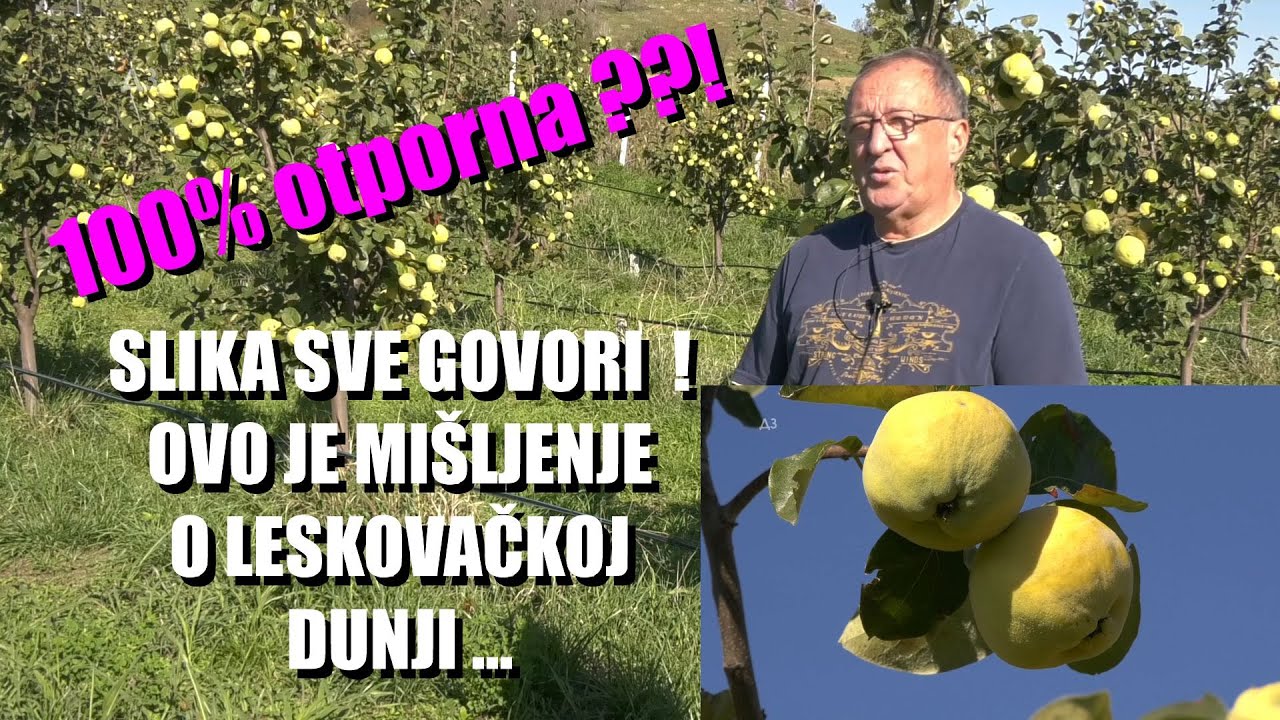 DUNJE  - bugarski SORTIMENT - američki SORTIMENT - RAKIJA ?! Šta kaže ovo iskustvo?